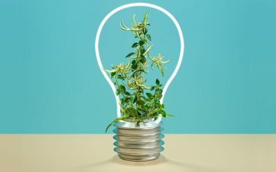 Por qué un emprendimiento sustentable es una buena idea
